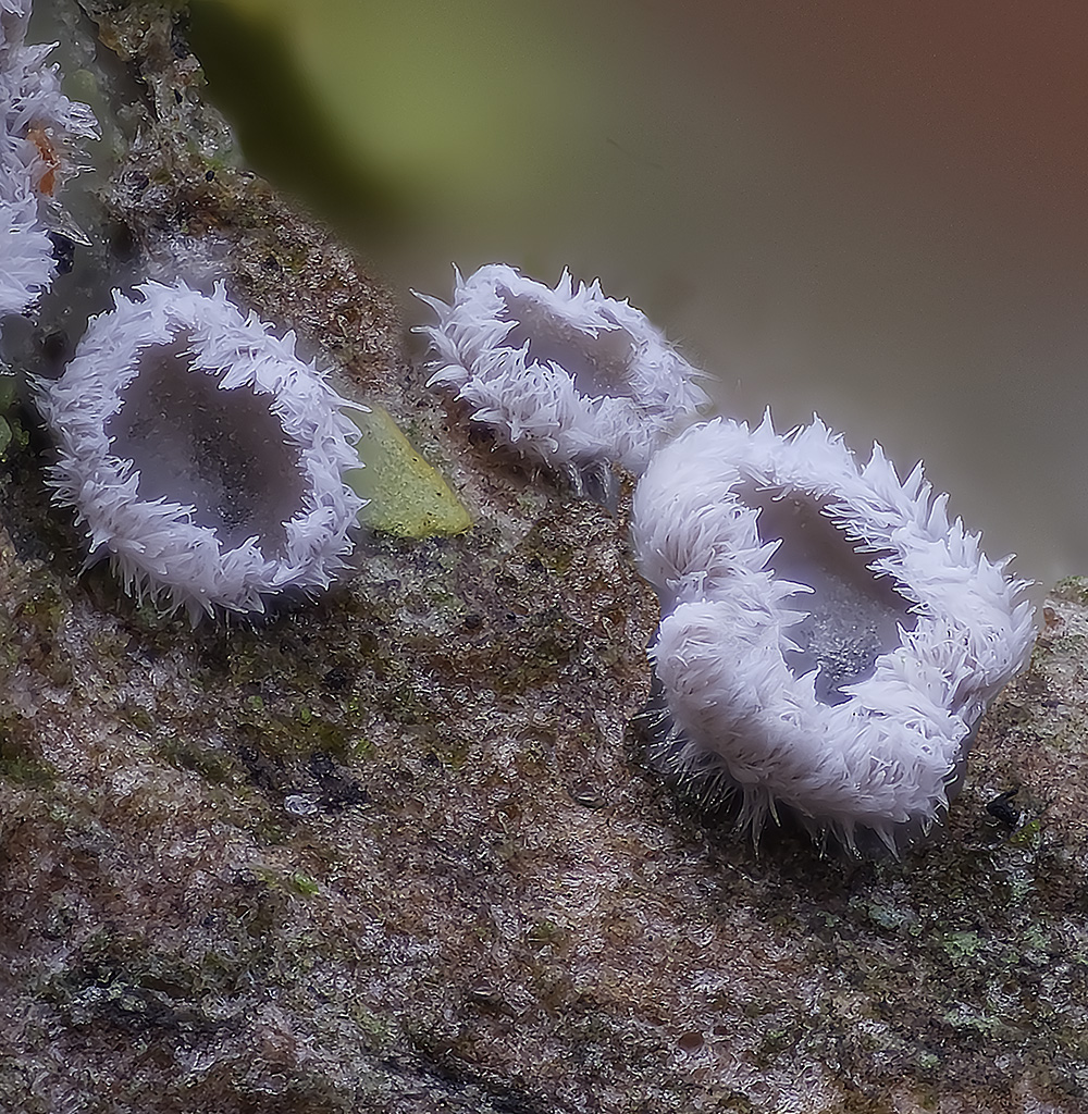 NorthDenesLachnum191122-1