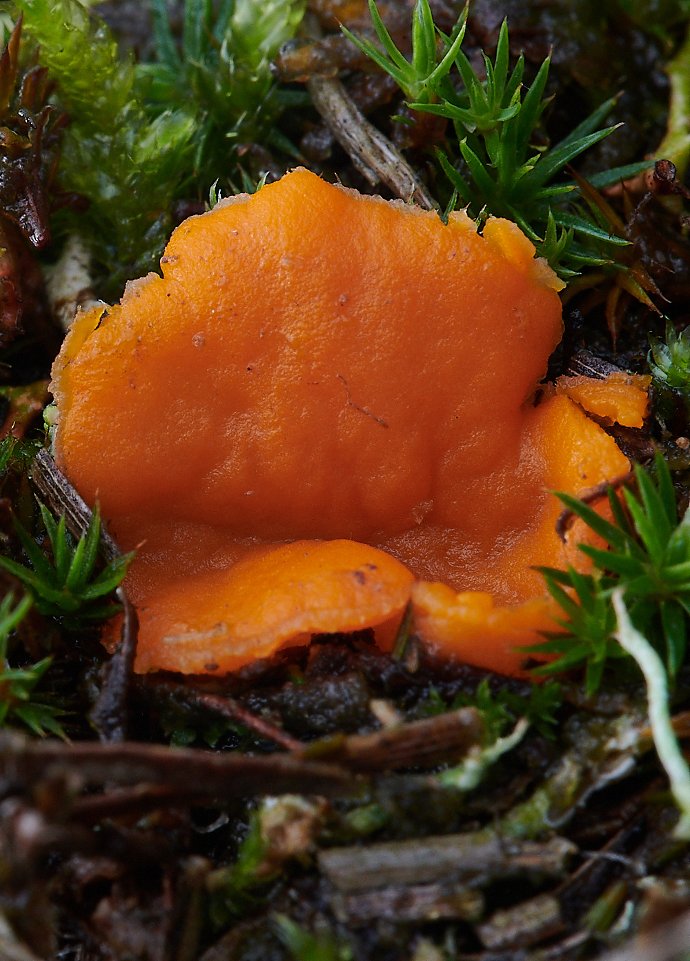 NorthDenesNrutilans191122-2