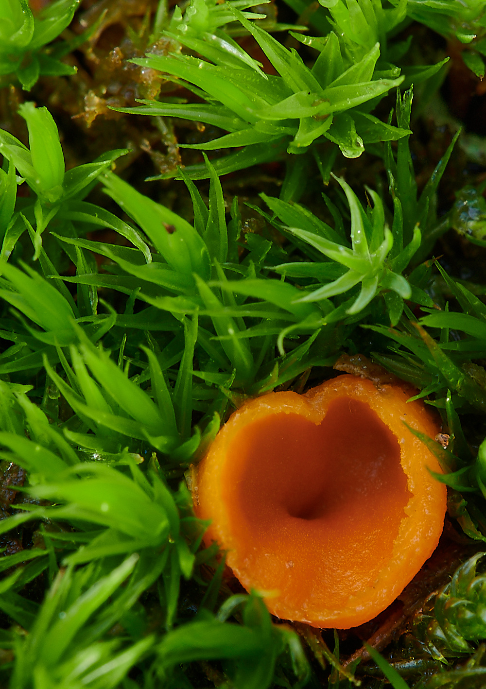 NorthDenesNrutilans191122-3