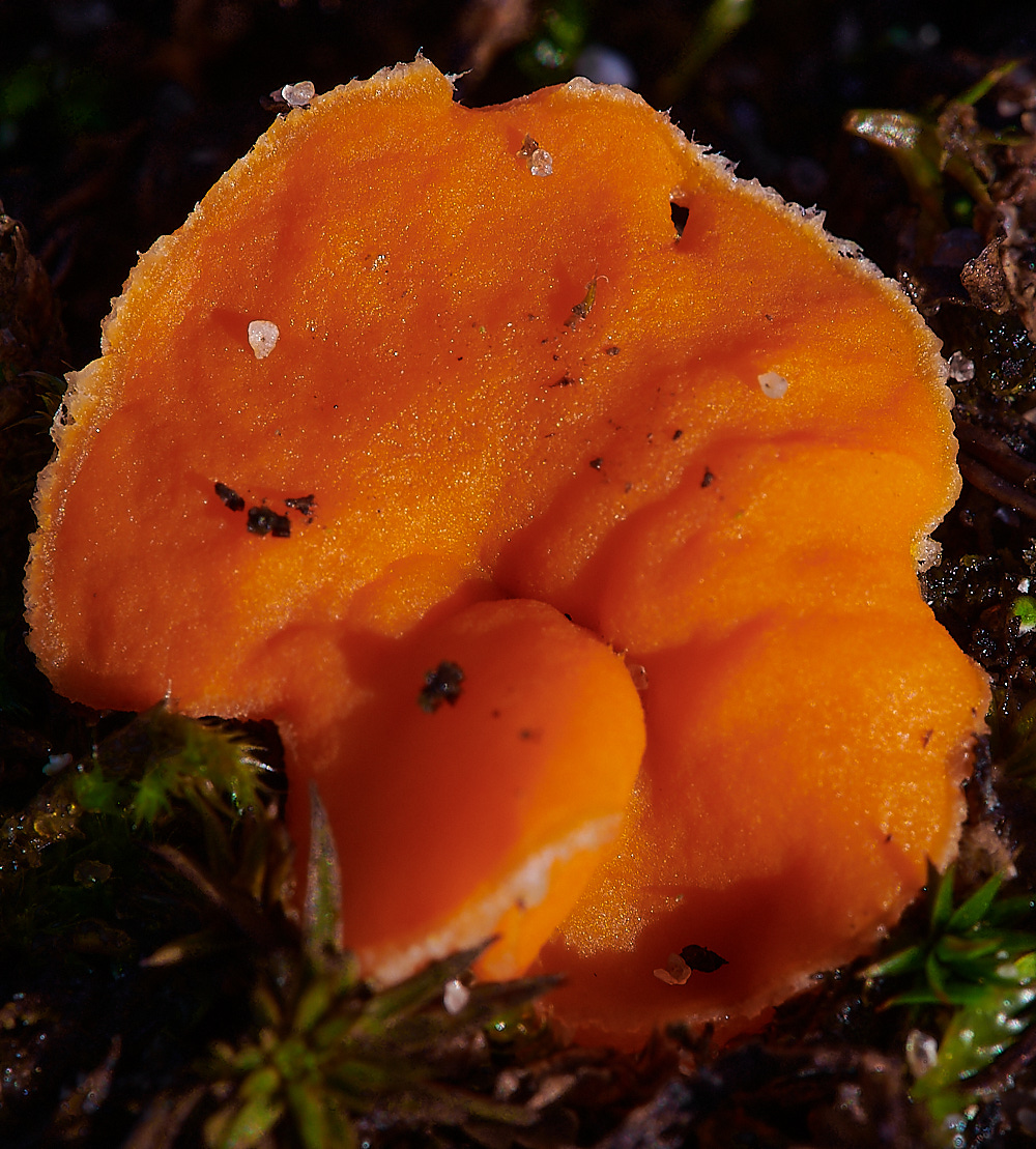 NorthDenesNrutilans191122-4