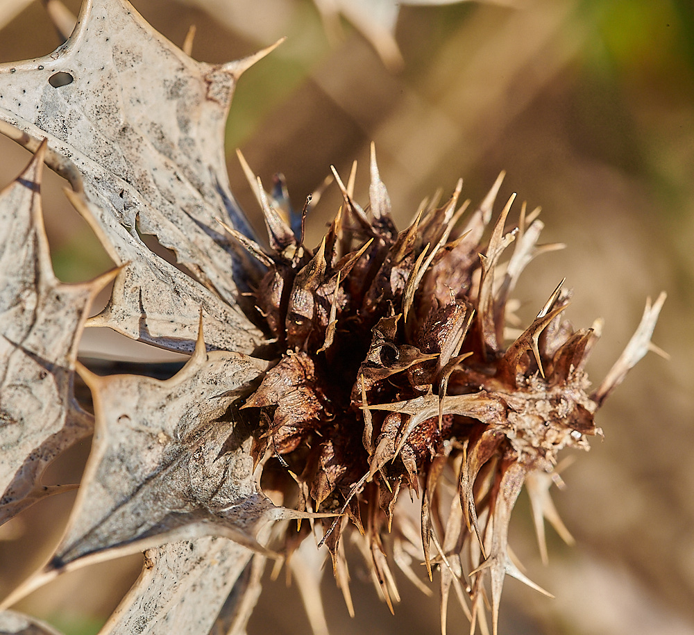 NorthDenesSeaHolly191122-1