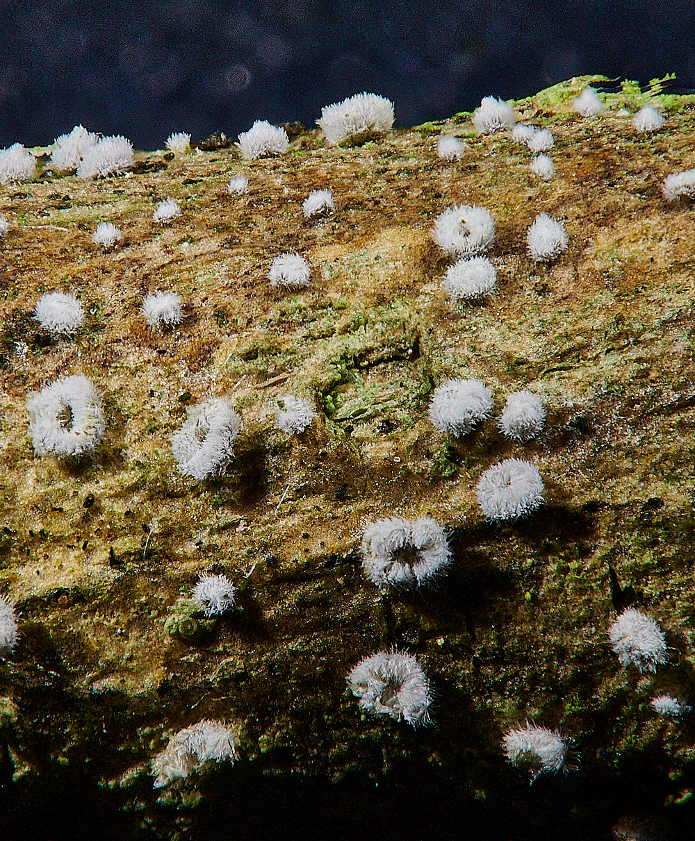 NorthDenesSmallWhite191122-1