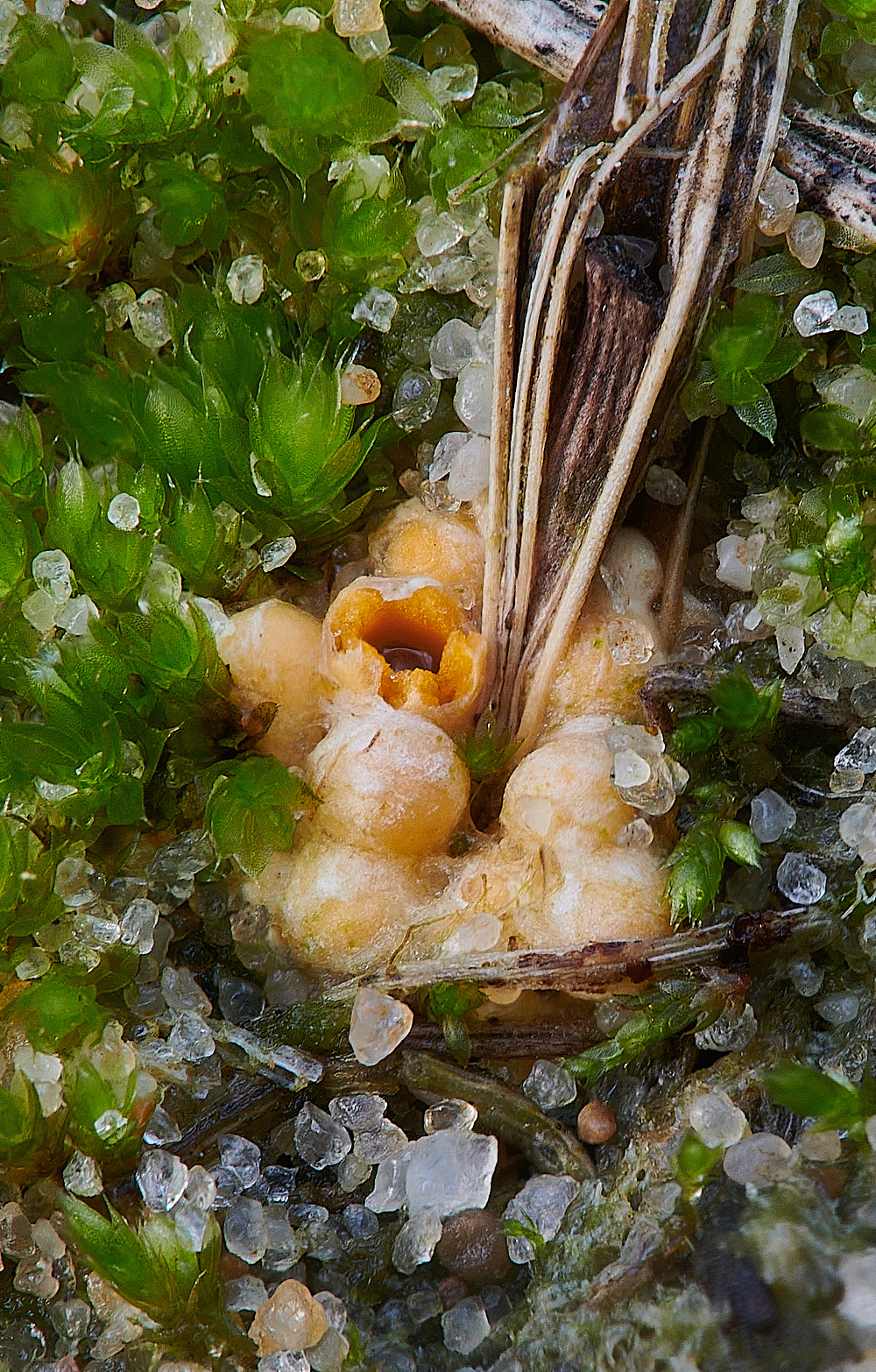 NorthDenesSstellatus191122-1