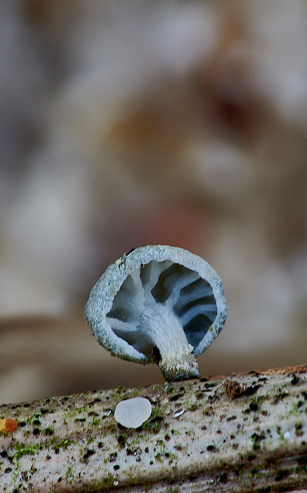 NorthDenesTuningForkFungus191122-1 2