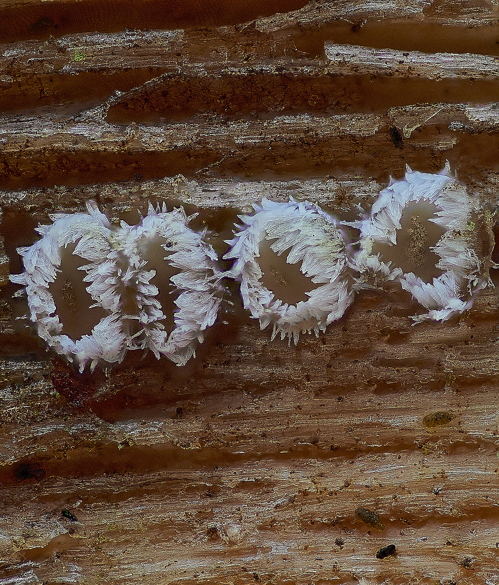 NorthDenesWhiteFurry191122-2 2