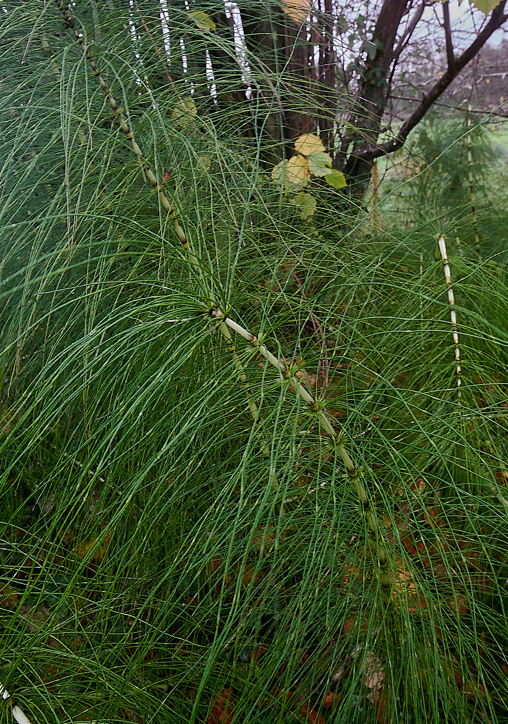 ScarrowBeckGreatHorsetail221122-1