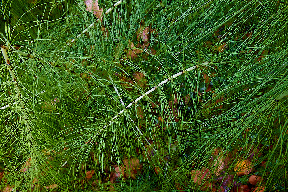 ScarrowBeckGreatHorsetail221122-2