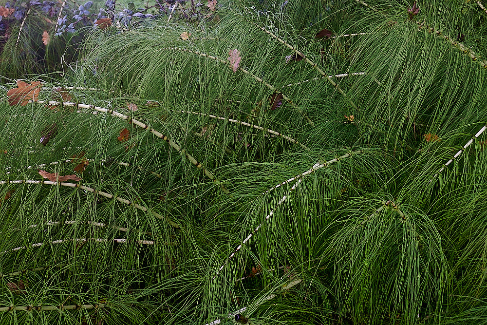 ScarrowBeckGreatHorsetail221122-3