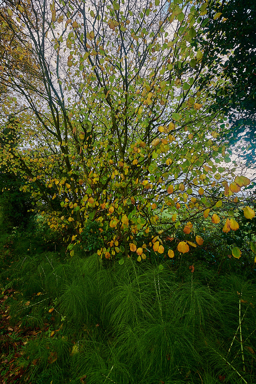 ScarrowBeckGreatHorsetail221122-4