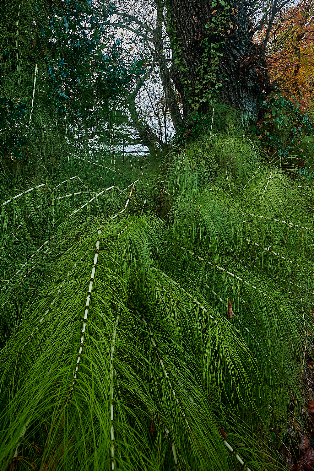 ScarrowBeckGreatHorsetail221122-5