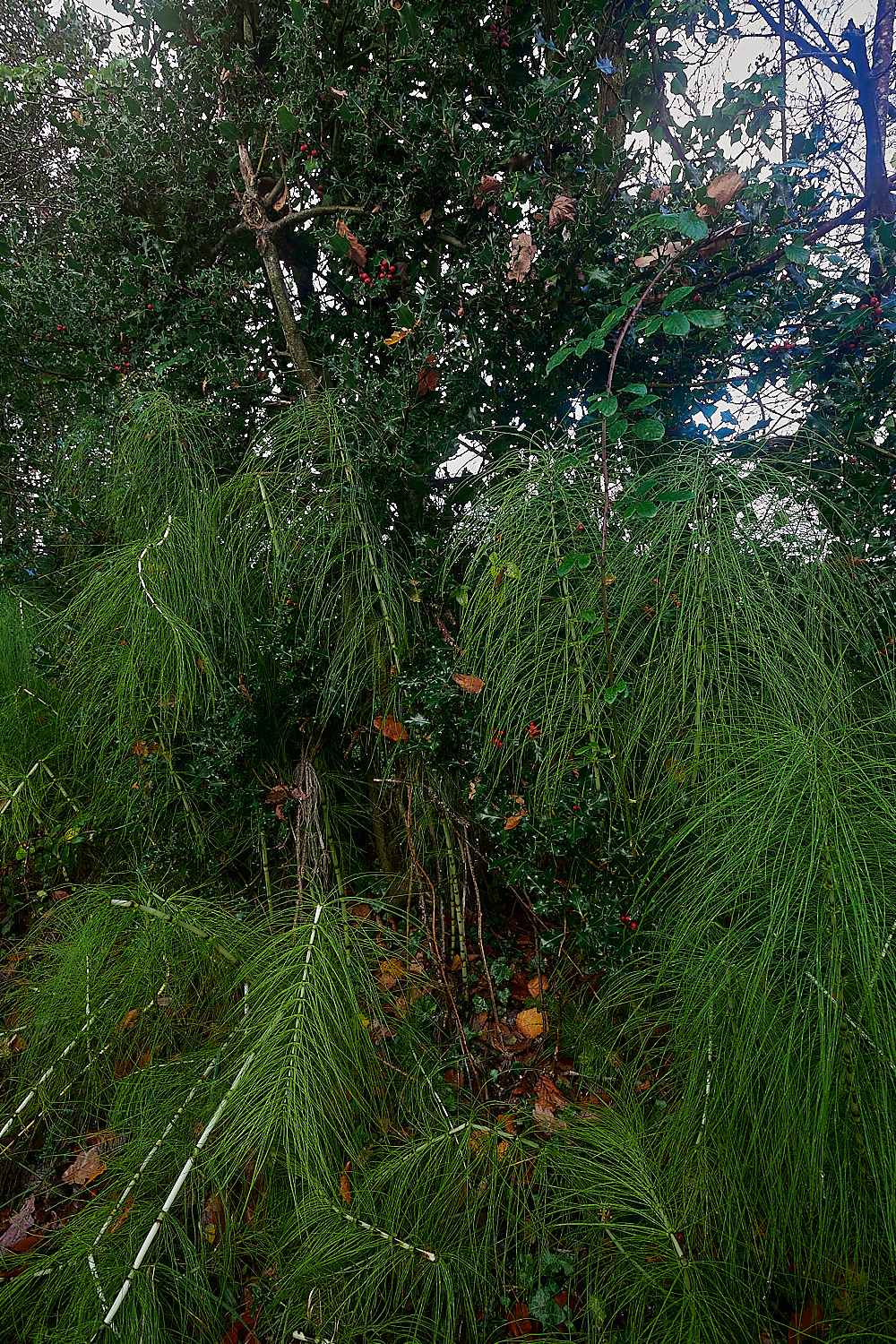 ScarrowBeckGreatHorsetail221122-6