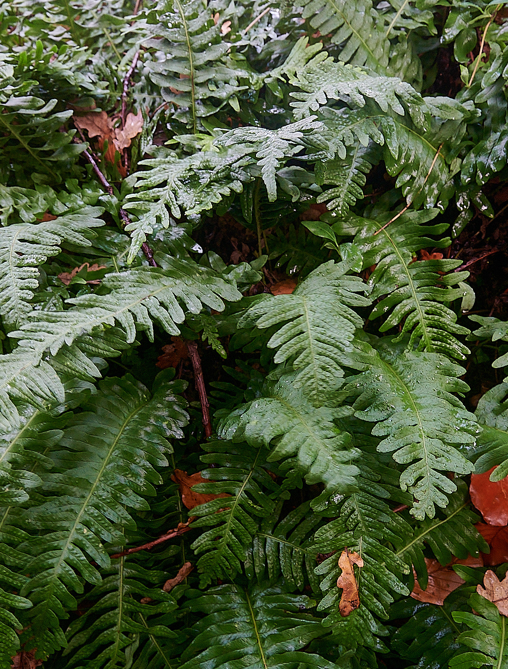 ScarrowBeckPolypody221122-1