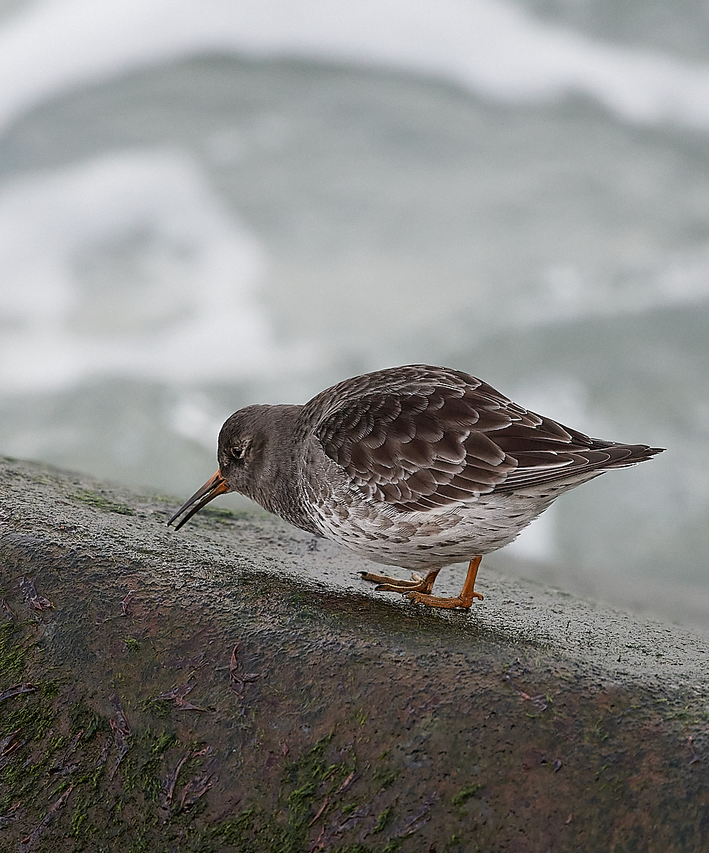 SheringhamPurpleSandpiper191222-1