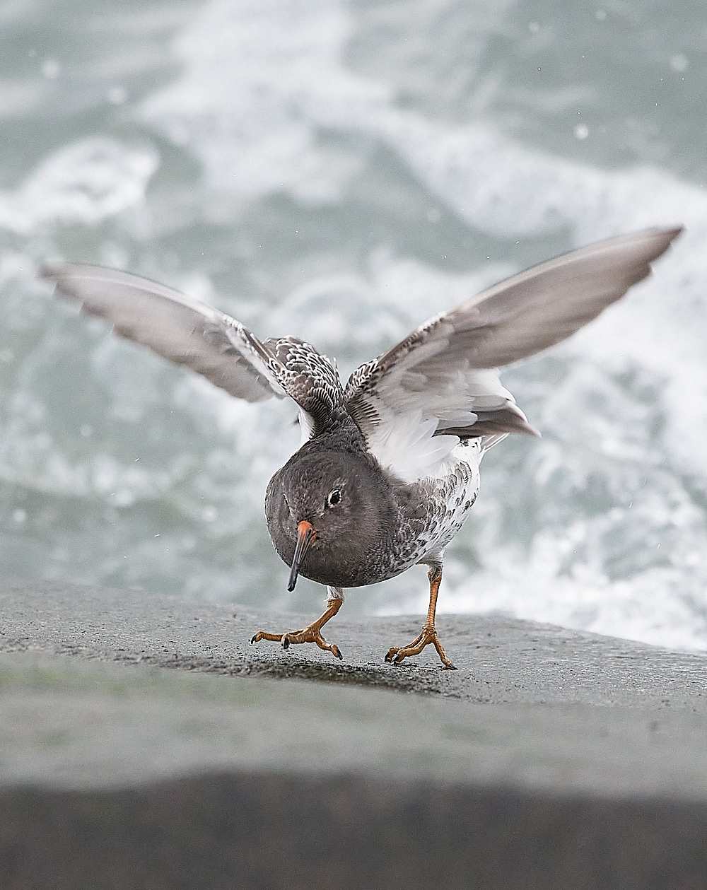 SheringhamPurpleSandpiper191222-11