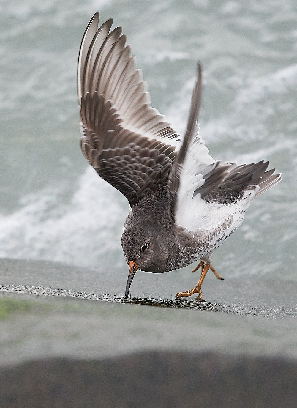 SheringhamPurpleSandpiper191222-12
