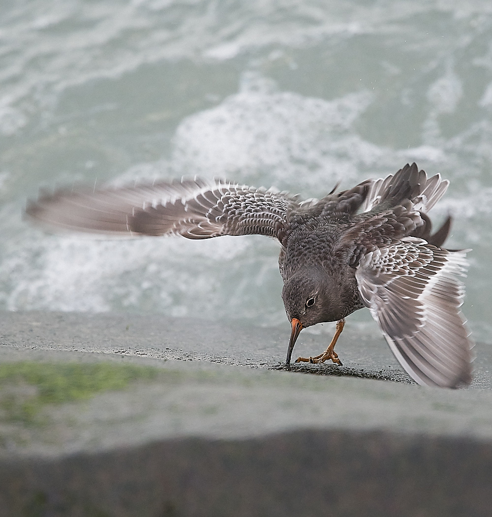 SheringhamPurpleSandpiper191222-13