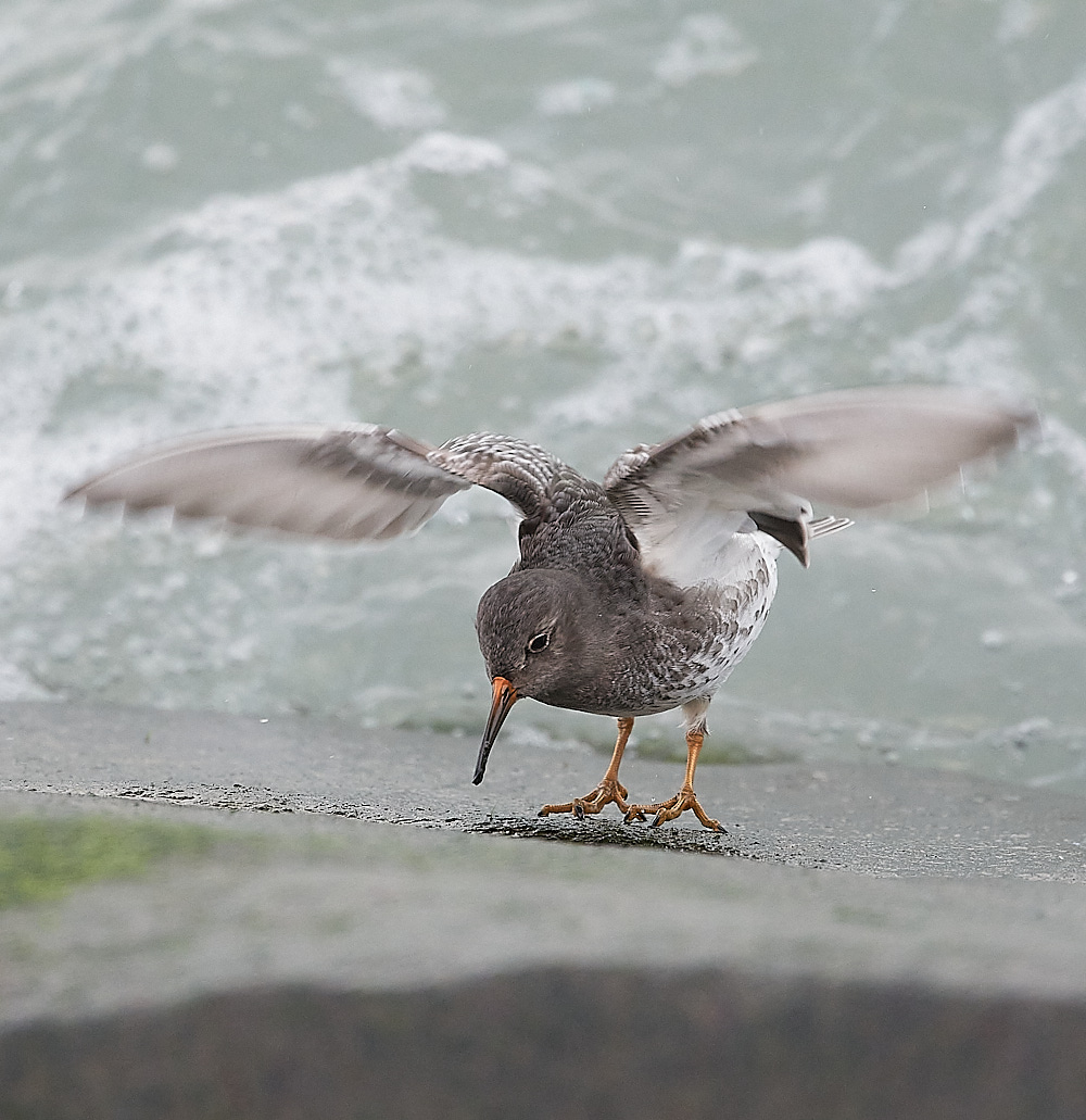 SheringhamPurpleSandpiper191222-14