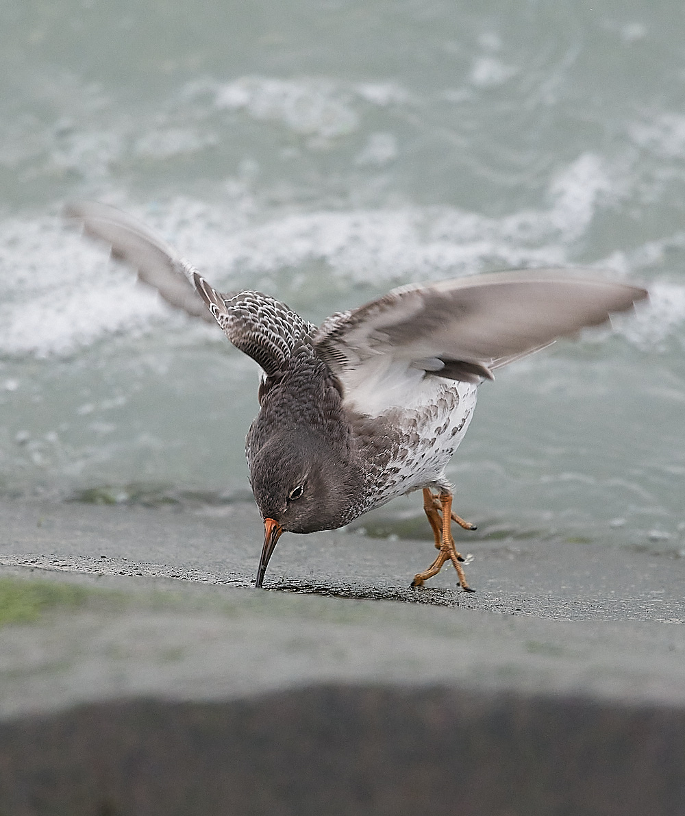 SheringhamPurpleSandpiper191222-15