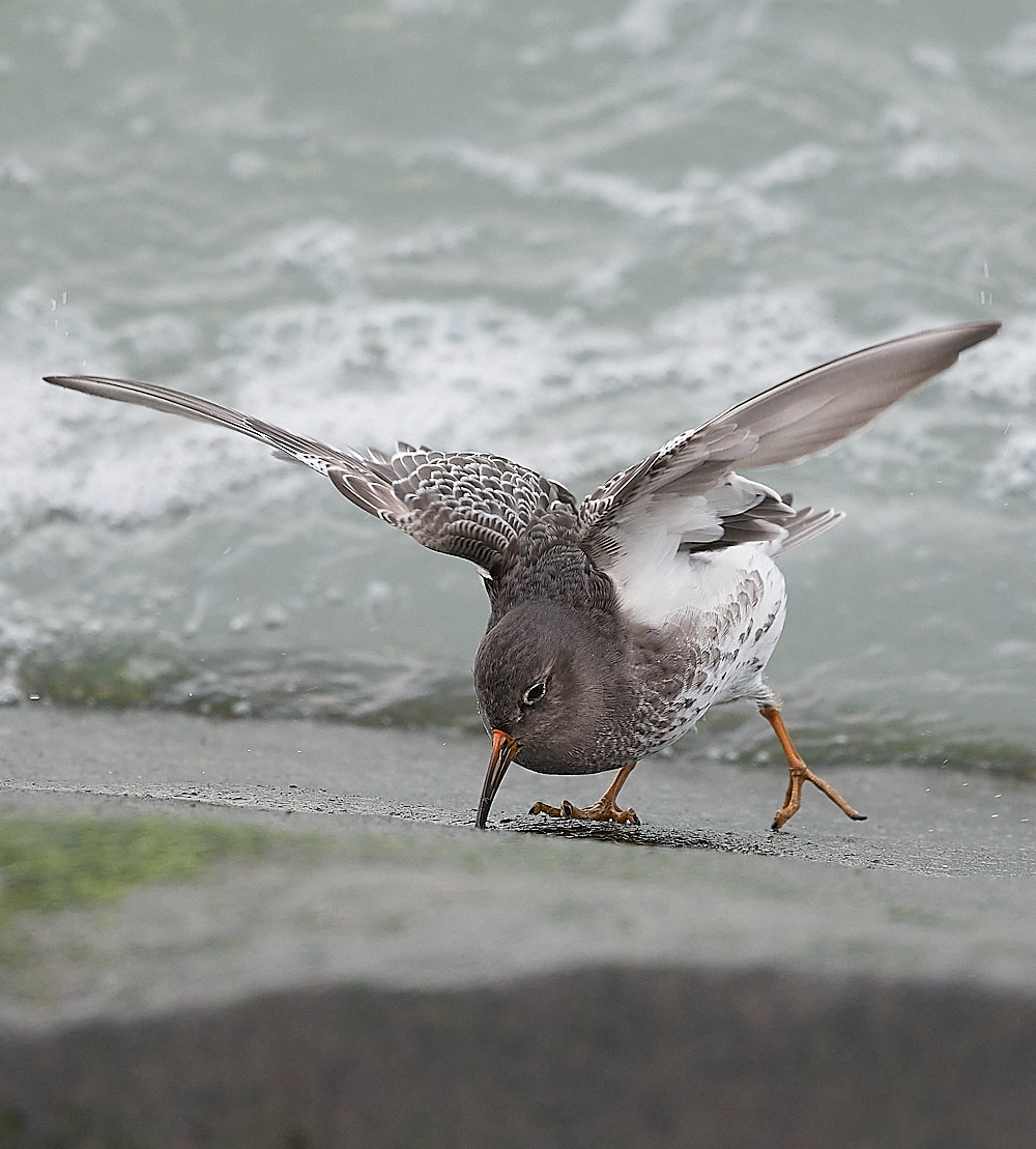 SheringhamPurpleSandpiper191222-16