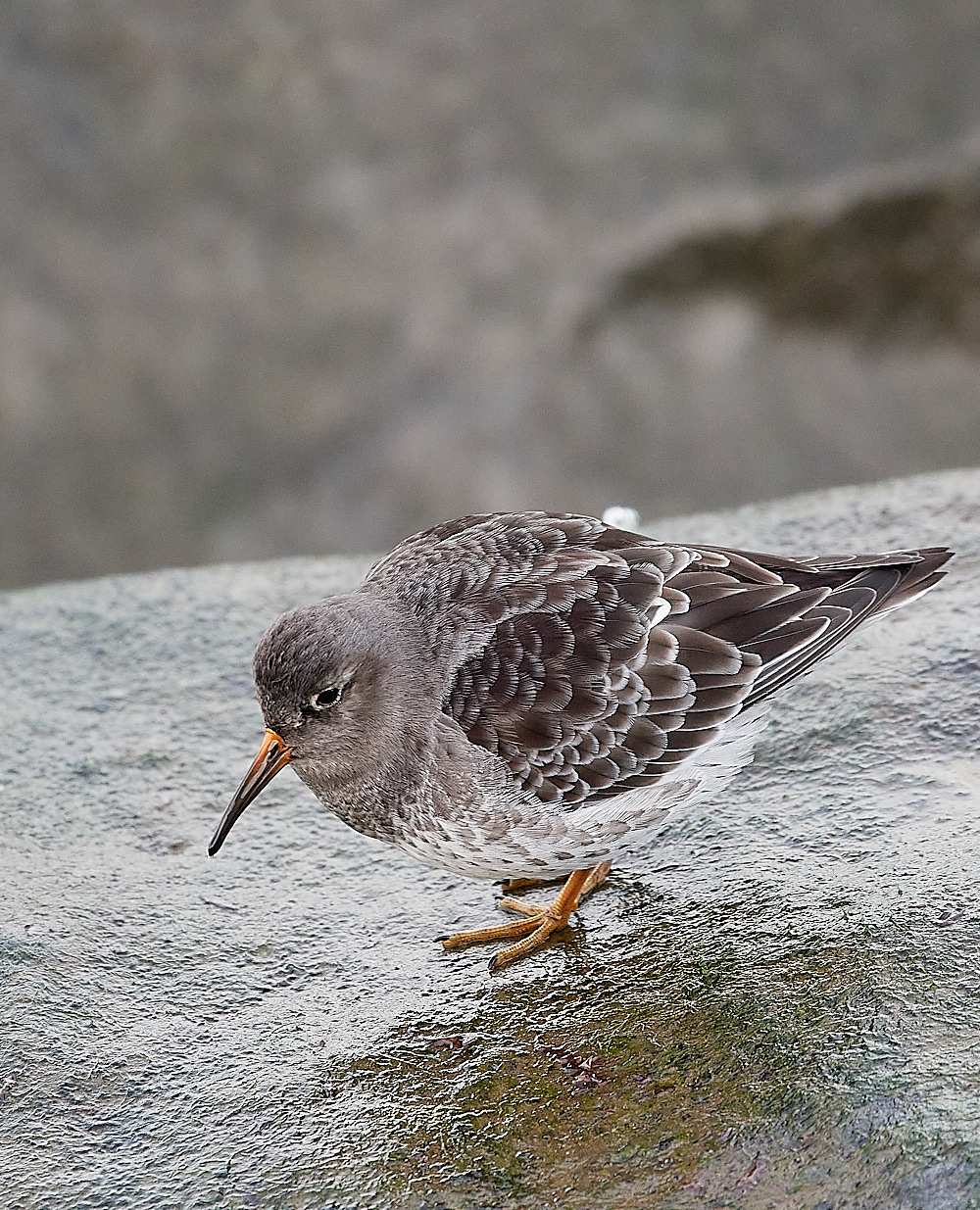 SheringhamPurpleSandpiper191222-17
