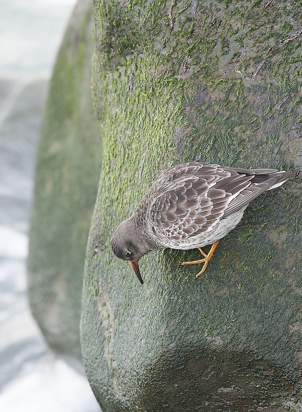 SheringhamPurpleSandpiper191222-18