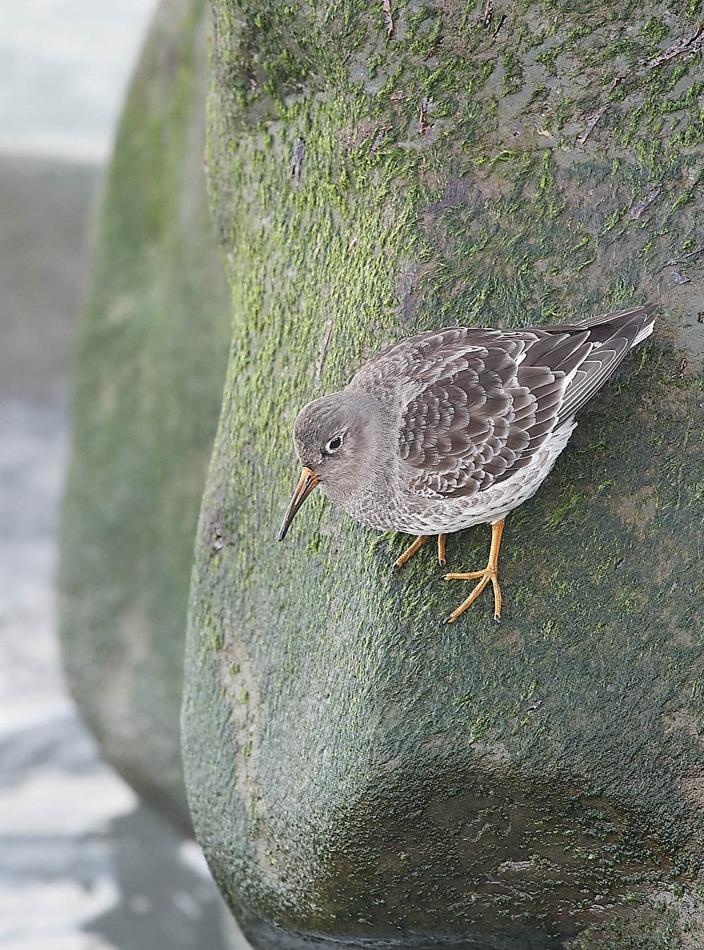 SheringhamPurpleSandpiper191222-19