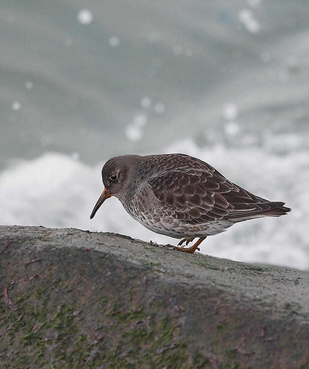 SheringhamPurpleSandpiper191222-2