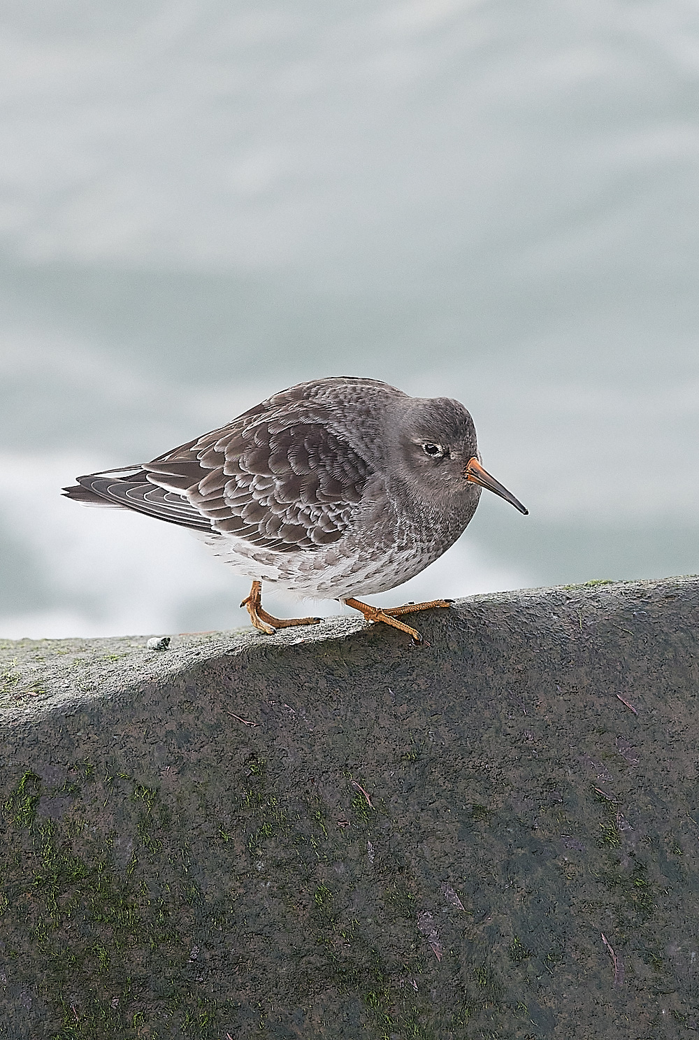 SheringhamPurpleSandpiper191222-20