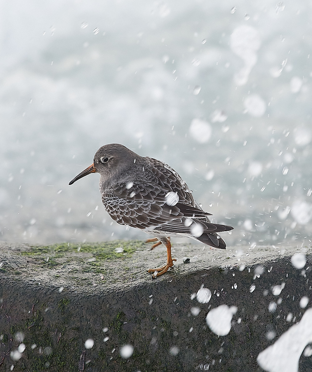 SheringhamPurpleSandpiper191222-21