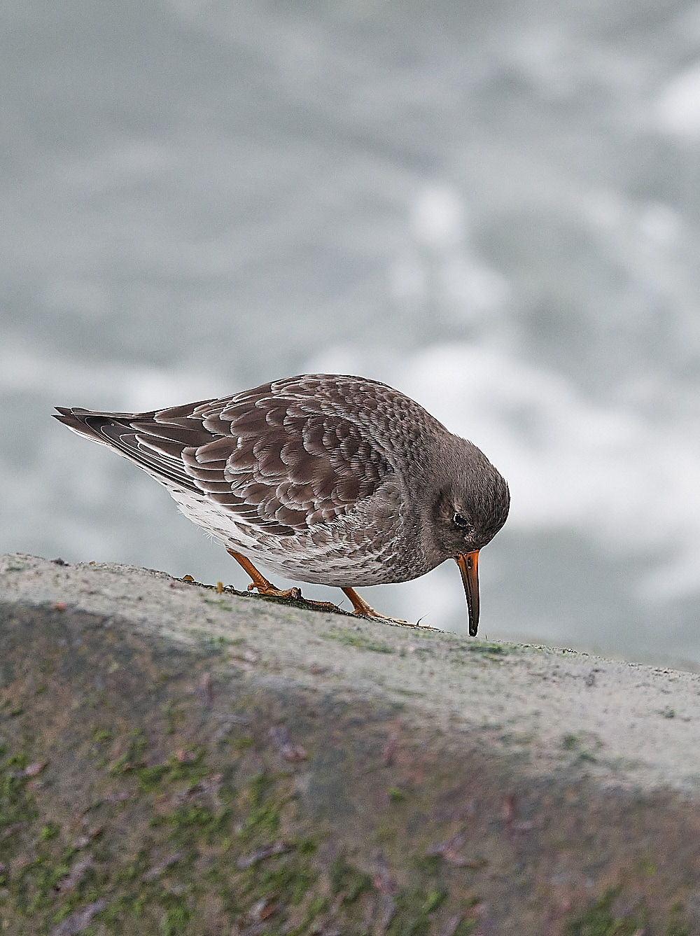 SheringhamPurpleSandpiper191222-3