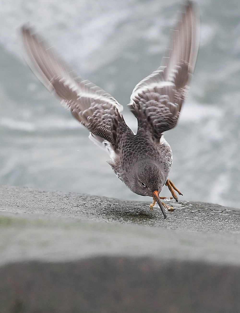 SheringhamPurpleSandpiper191222-4