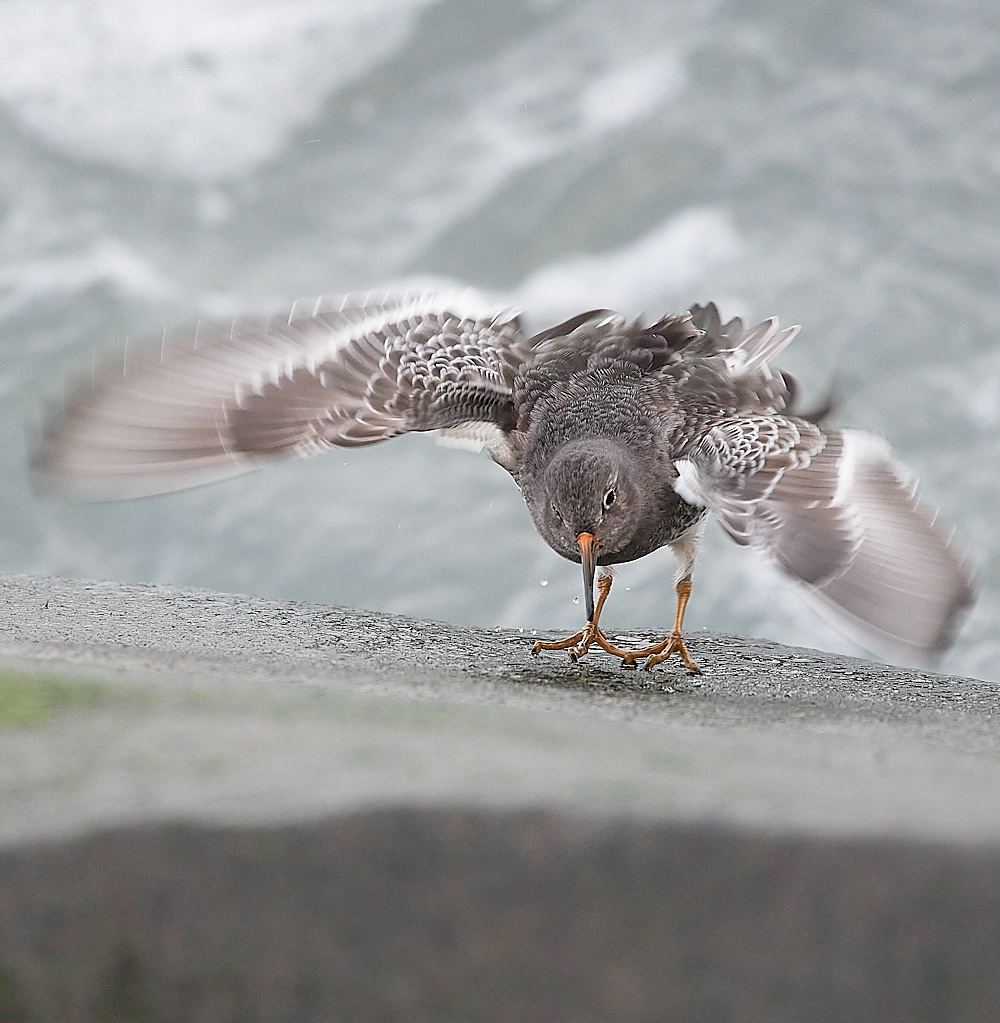 SheringhamPurpleSandpiper191222-5