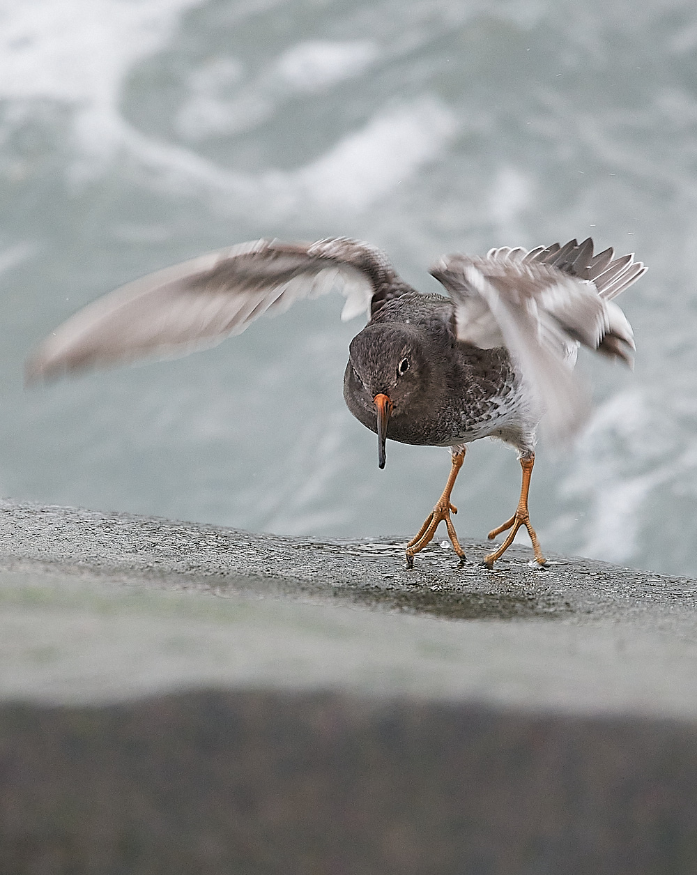 SheringhamPurpleSandpiper191222-6