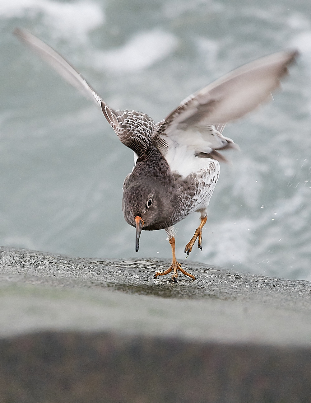 SheringhamPurpleSandpiper191222-7