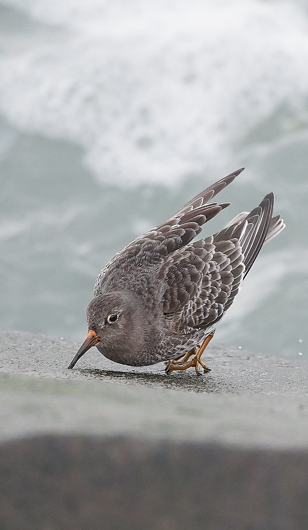 SheringhamPurpleSandpiper191222-8