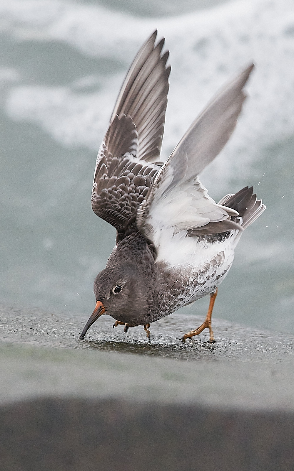 SheringhamPurpleSandpiper191222-9