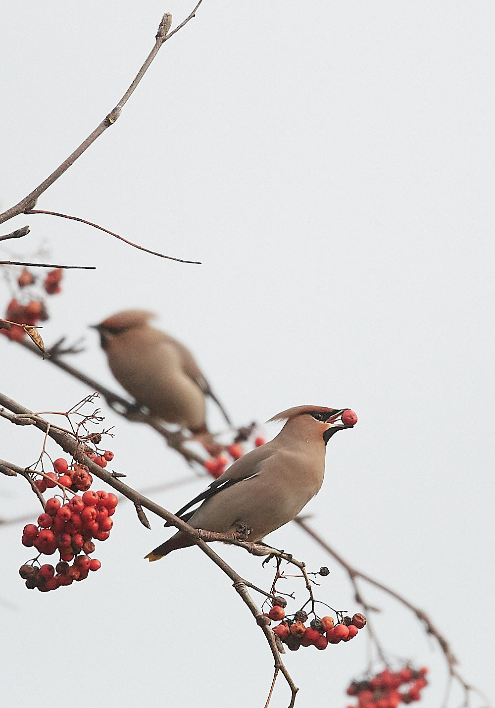 SheringhamWaxwing011222-1