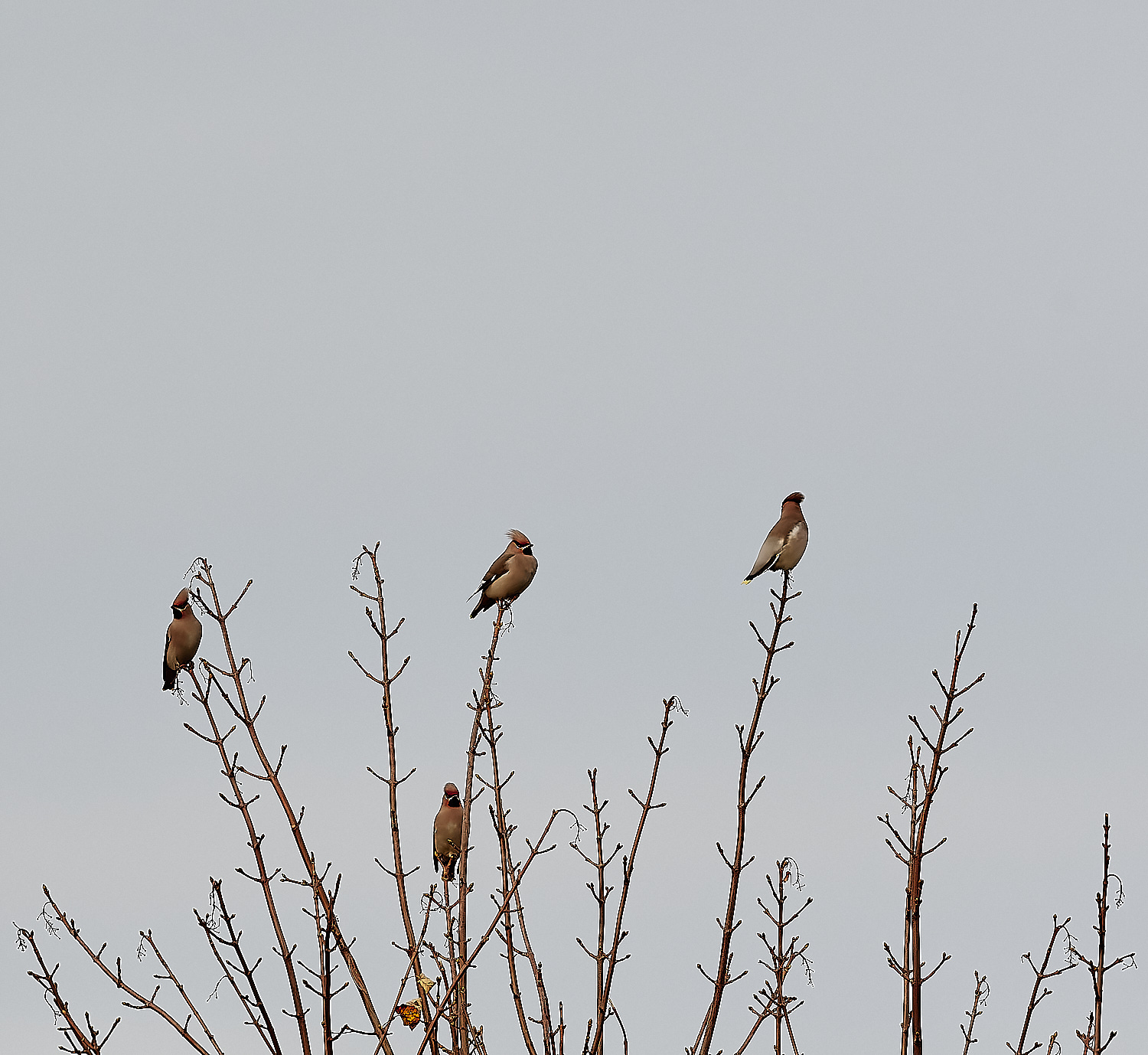 SheringhamWaxwing011222-10-NEF_DxO_DeepPRIME