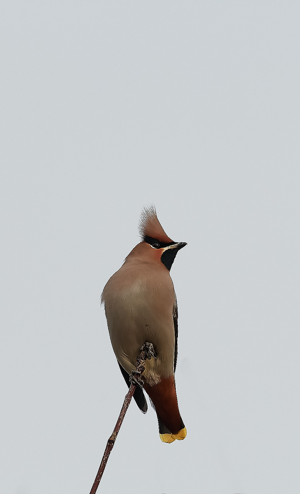 SheringhamWaxwing011222-11-NEF_DxO_DeepPRIME