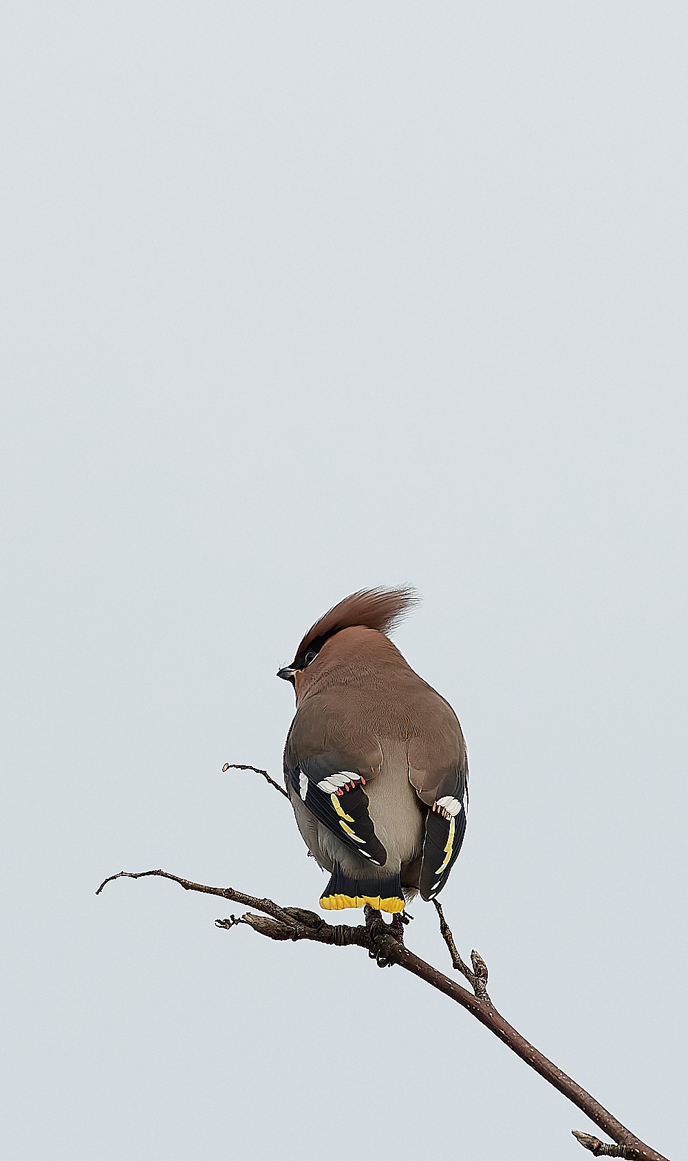 SheringhamWaxwing011222-12-NEF_DxO_DeepPRIME