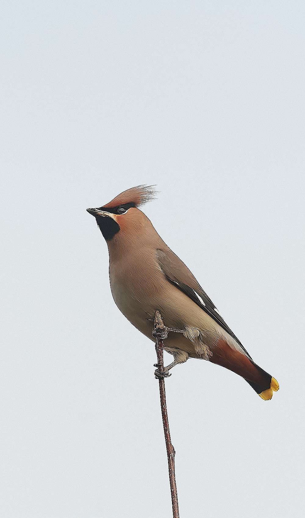 SheringhamWaxwing011222-13-NEF_DxO_DeepPRIME