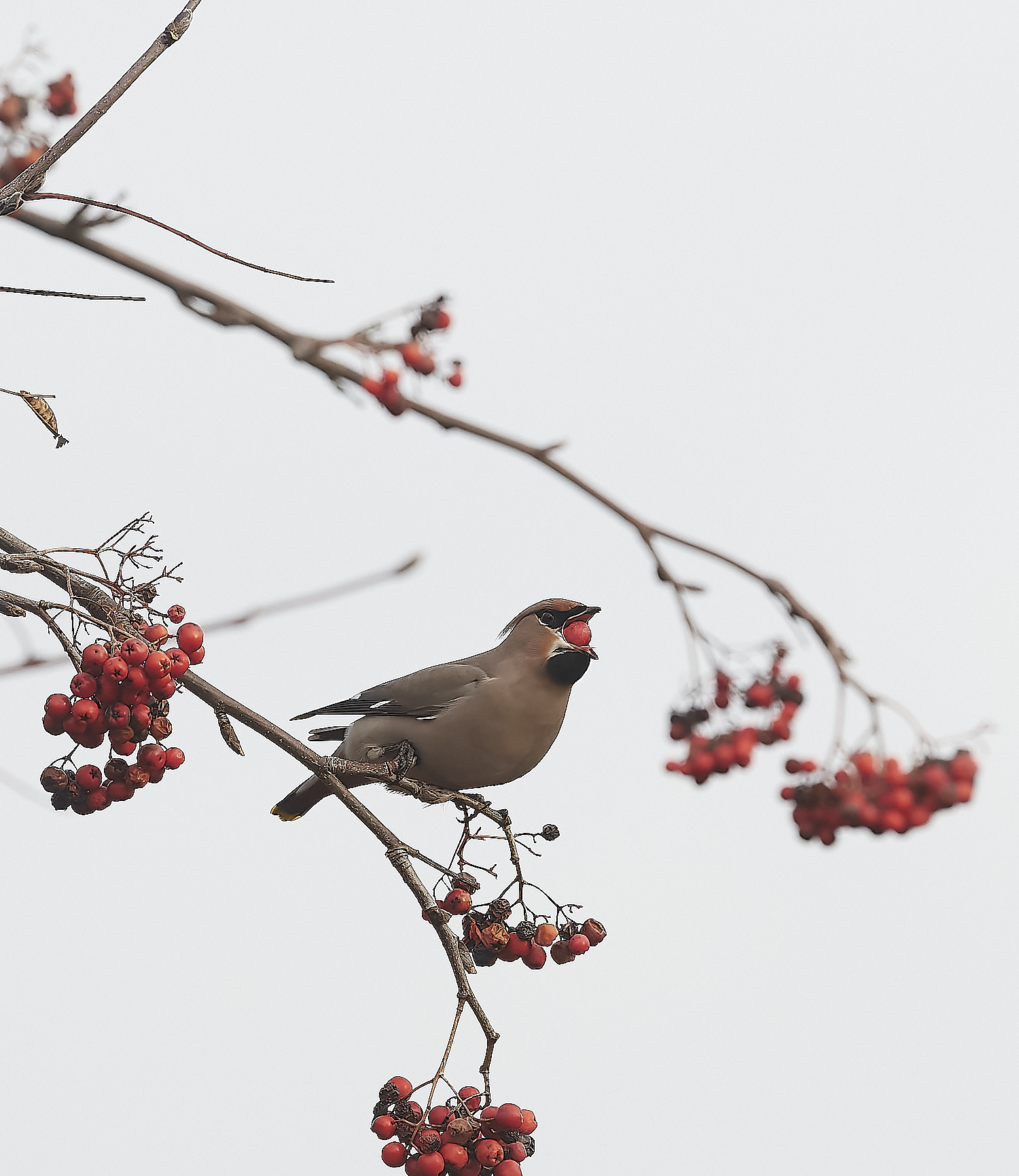 SheringhamWaxwing011222-14-NEF_DxO_DeepPRIME