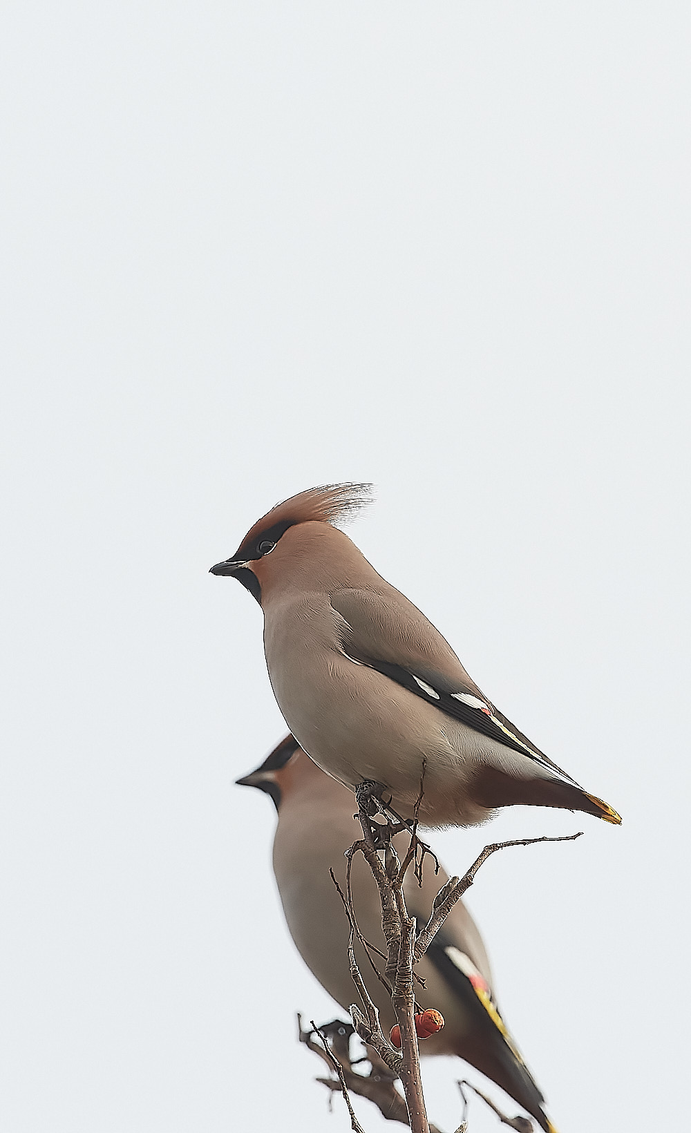 SheringhamWaxwing011222-2-NEF_DxO_DeepPRIME