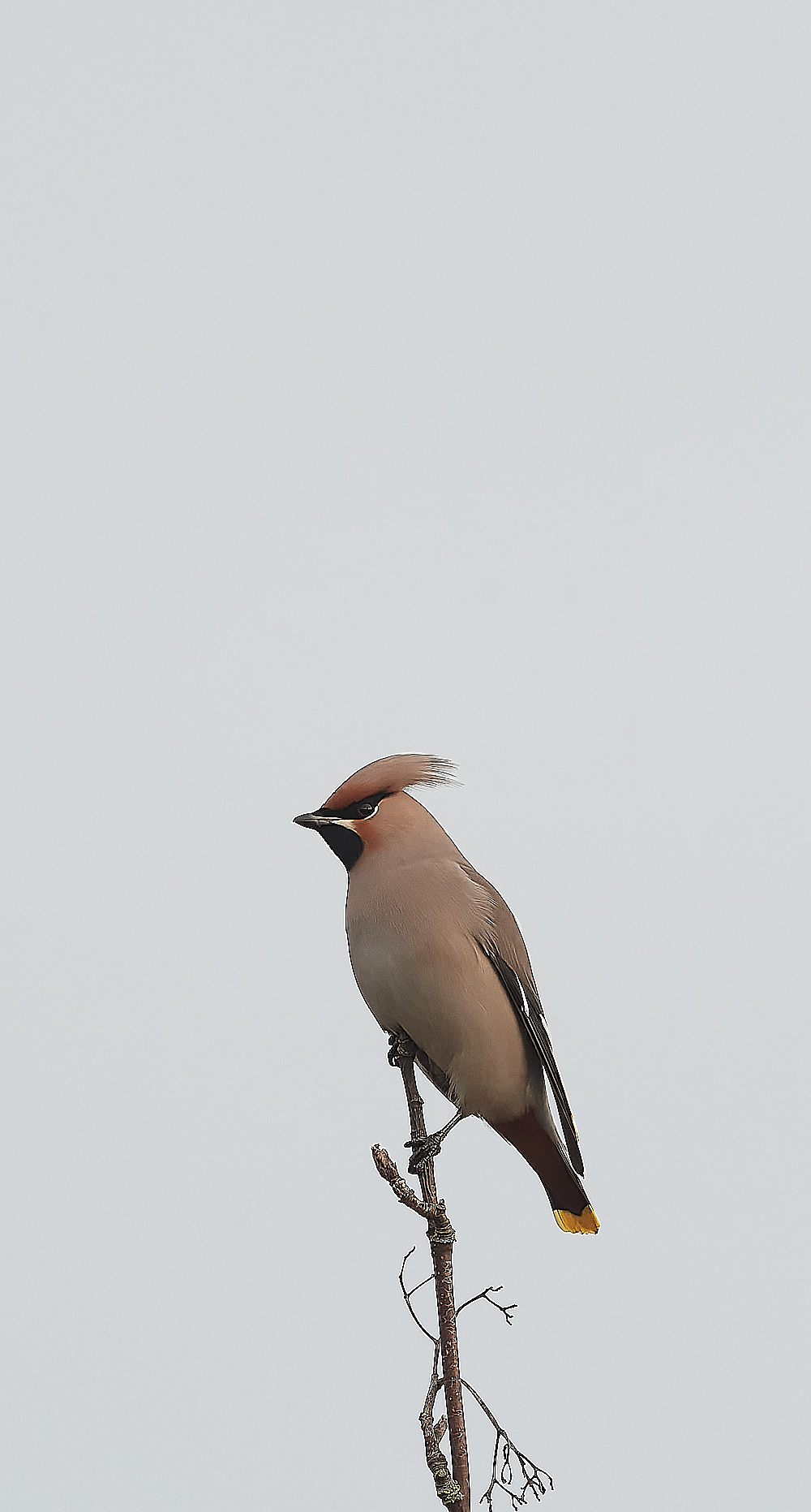 SheringhamWaxwing011222-3-NEF_DxO_DeepPRIME