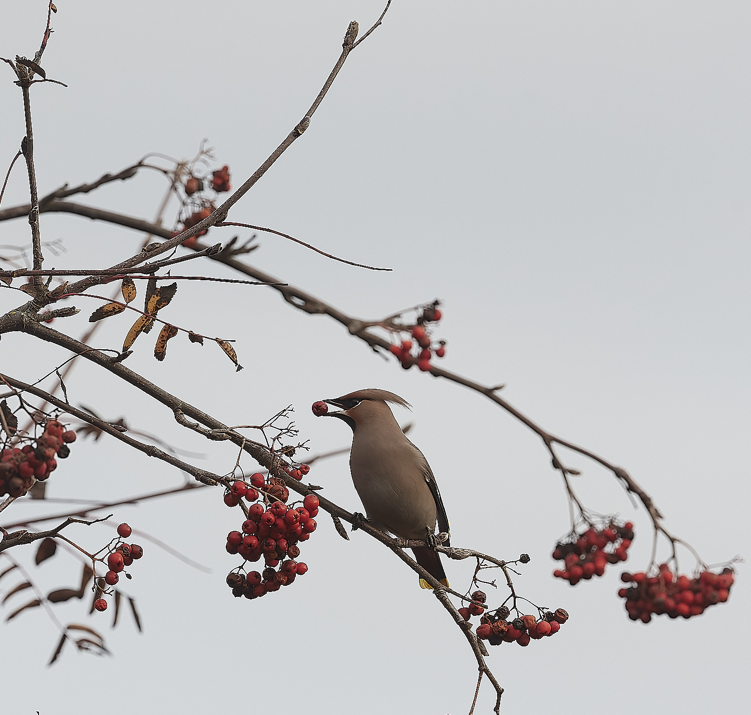 SheringhamWaxwing011222-4-NEF_DxO_DeepPRIME