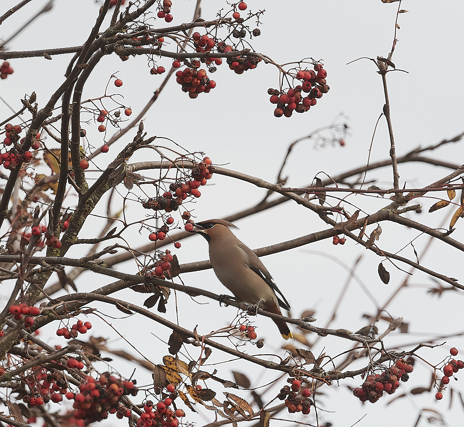 SheringhamWaxwing011222-5-NEF_DxO_DeepPRIME