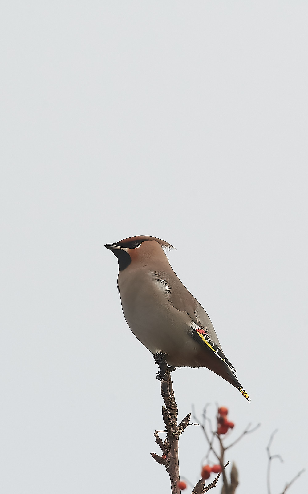 SheringhamWaxwing011222-6-NEF_DxO_DeepPRIME