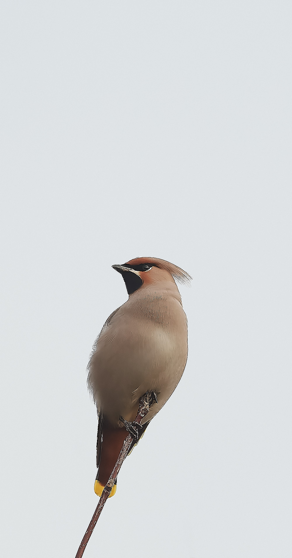SheringhamWaxwing011222-7-NEF_DxO_DeepPRIME