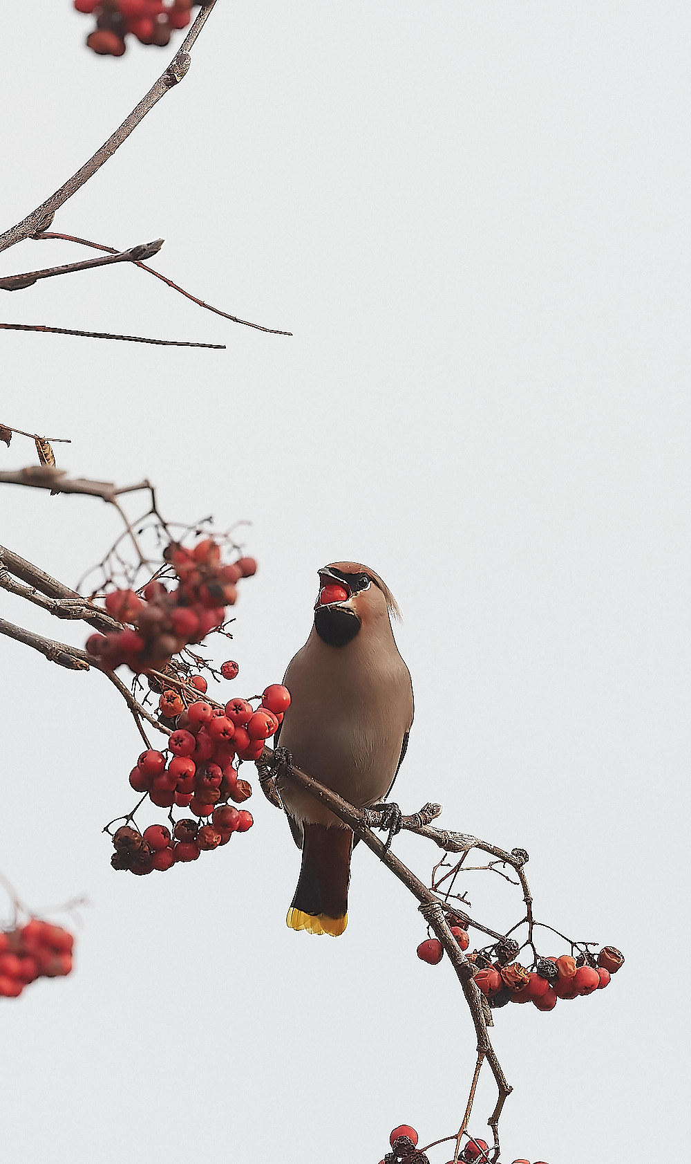 SheringhamWaxwing011222-8-NEF_DxO_DeepPRIME