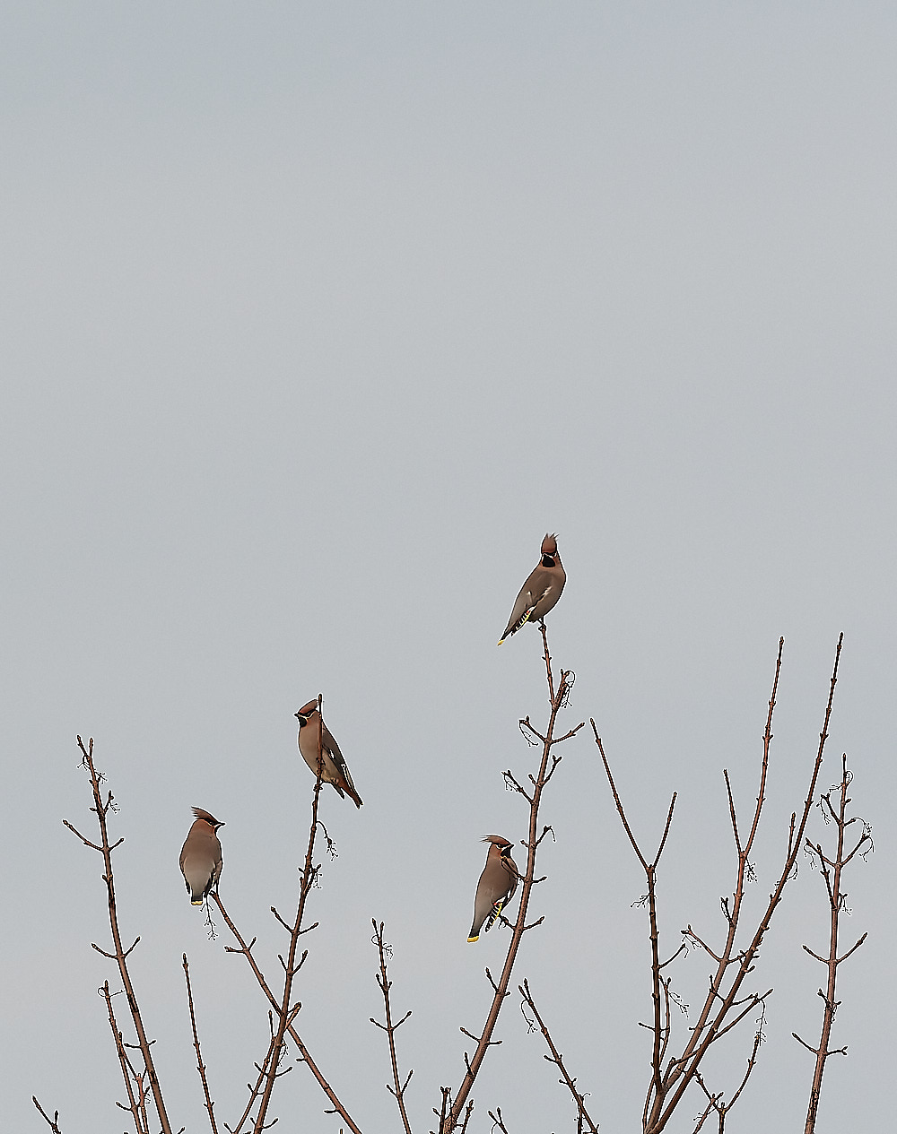 SheringhamWaxwing011222-9-NEF_DxO_DeepPRIME